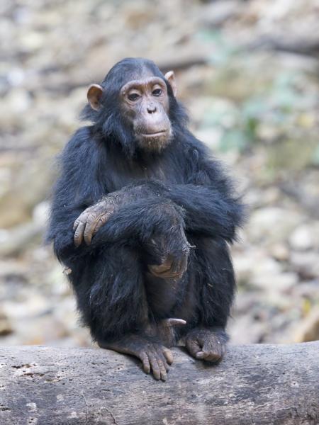 Human Rights for Chimpanzees